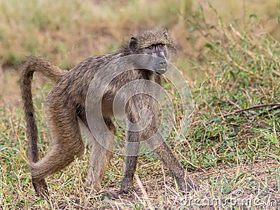 Juvenile chacma baboon isolated in the wild Stock Photo