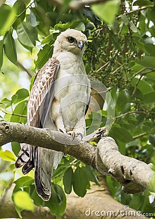 Juvenile changeable Hawk eagle Stock Photo