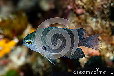 juvenile charcoal damsel fish on reef Stock Photo