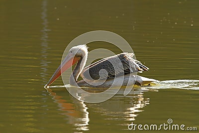 Juvenile colorful great pelican Stock Photo