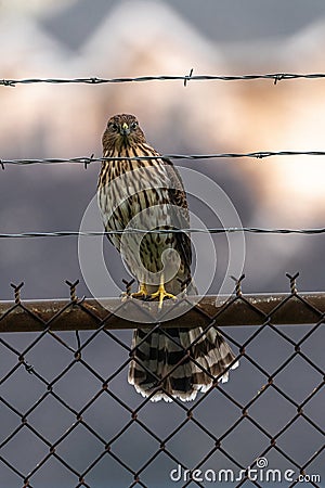 Juvenile Cooper`s Hawk Stock Photo