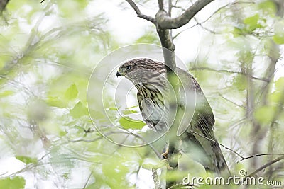 Juvenile cooper`s hawk Stock Photo