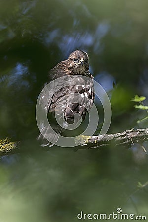 Juvenile cooper`s hawk Stock Photo