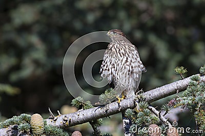 Juvenile cooper`s hawk Stock Photo