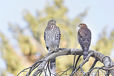 Juvenile cooper`s hawk Stock Photo