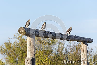 Juvenile cooper`s hawk Stock Photo