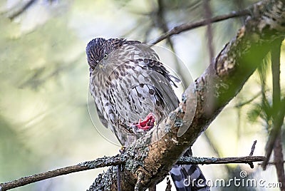 Juvenile cooper`s hawk Stock Photo