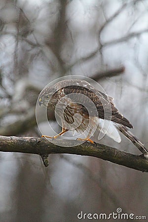 Juvenile Cooper's Hawk on Tree Branch Feathers Fluffed Out 3 - Accipiter cooperii Stock Photo
