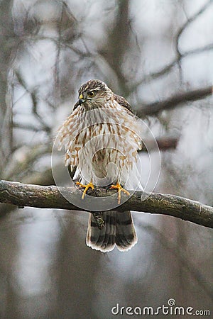 Juvenile Cooper's Hawk on Tree Branch Feathers Fluffed Out - Accipiter cooperii Stock Photo