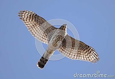 Juvenile Coopers Hawk In Flight Stock Photo