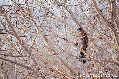 Juvenile Cooper`s Hawk Sitting on a Branch Stock Photo