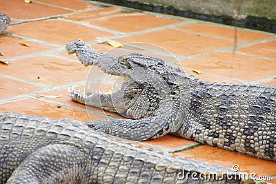 Juvenile crocodile with gaping jaws Stock Photo