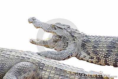 Juvenile crocodile with gaping jaws Stock Photo