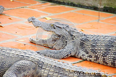 Juvenile crocodile with gaping jaws Stock Photo