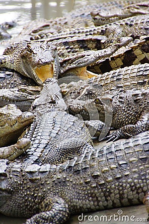 Juvenile crocodile with gaping jaws Stock Photo