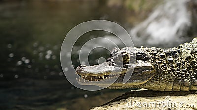 Juvenile Crocodile lying in the sun Stock Photo