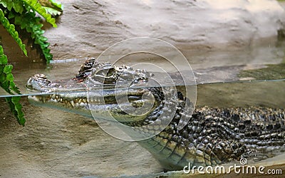 Juvenile Crocodile Stock Photo