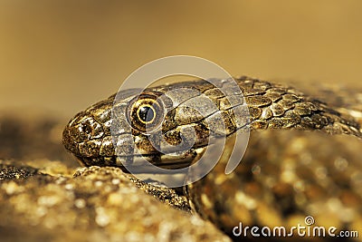 Juvenile dice snake portrait Stock Photo