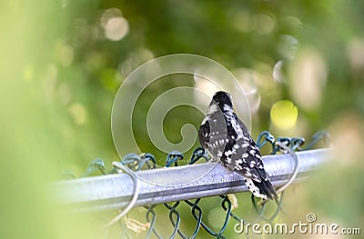Juvenile Downy Woodpecker Sitting on a Chain Link Fence Stock Photo