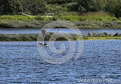 Juvenile eagle attacking a Canada goose Stock Photo