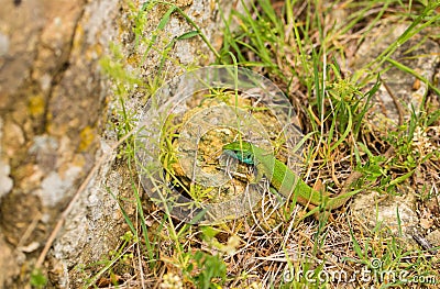 Juvenile Eastern Green Lizard Stock Photo