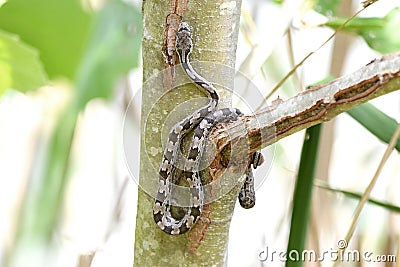 Juvenile Eastern Ratsnake in a tree at Phinizy Swamp, Georgia Stock Photo