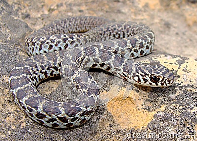 Juvenile Eastern Yellow-bellied Racer snake Stock Photo