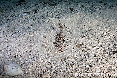 Juvenile Endemic Raja Epaulette Shark on Sand Stock Photo