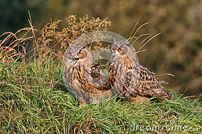 Juvenile European Eagle Owls Stock Photo