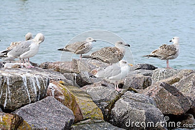 Juvenile European herring gull Stock Photo