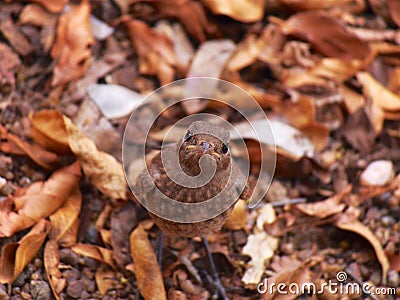 Juvenile familiar chat Stock Photo