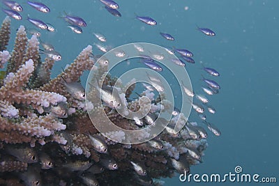 Juvenile Fish Fighting Current, Balicasag Island, Bohol, Philippines Stock Photo