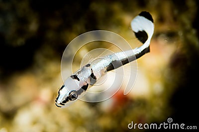 juvenile fish of unknown species Stock Photo