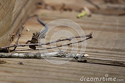 Juvenile Five-Lined Skink Stock Photo