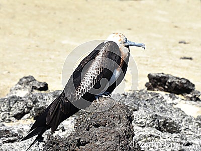 Frigate bird juvenile on stone Stock Photo