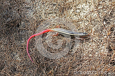 Juvenile Gilbert`s Skink, Red-tailed Skink, Plestiodon gilberti rubricaudatus Stock Photo