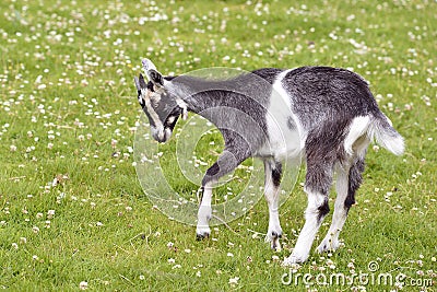 Juvenile goat on grass Stock Photo