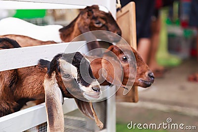 Juvenile goat kids behind white fences. Domestic goats, one of the oldest domesticated animals, have been raised for milk, meat, Stock Photo