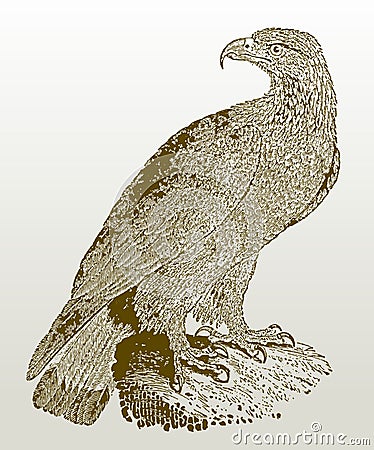 Juvenile golden eagle aquila chrysaetos sitting on a rock Vector Illustration