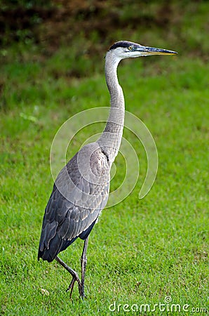 Juvenile Great Blue Heron, Athens, Georgia Stock Photo