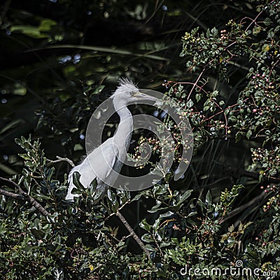 Juvenile Great Egret in the Pepper Vines Stock Photo