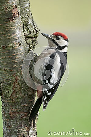 Juvenile Great spotted woodpecker (Dendrocopos maj Stock Photo