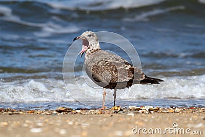 Juvenile Greater Black-backed Gull By The Ocean Stock Photo