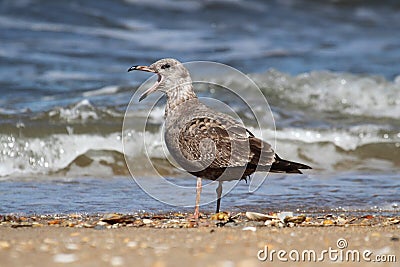 Juvenile Greater Black-backed Gull By The Ocean Stock Photo