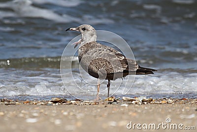 Juvenile Greater Black-backed Gull By The Ocean Stock Photo