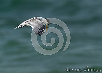 Juvenile Greater Crested Tern hovering in a place at Busaiteen coast, Bahrain Stock Photo