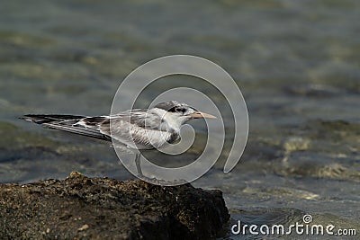 A juvenile Greater Crested Tern perched on a rock at Busaiteen coast, Bahrain Stock Photo