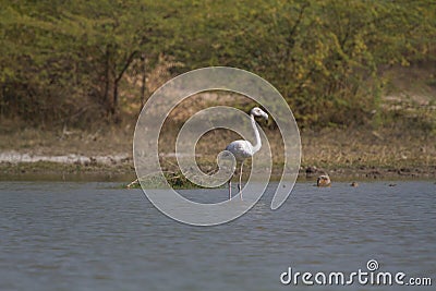 Juvenile greater flamingo Stock Photo