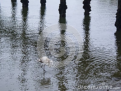 Juvenile Greater Flamingo Dancing in Pier Reflections Stock Photo