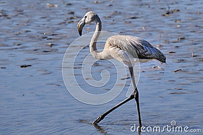 Juvenile greater flamingo hunting in shallow water Stock Photo